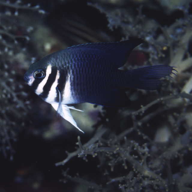 Neoglyphidodon thoracotaeniatus